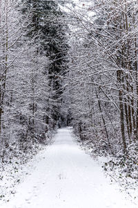 Snow covered road amidst trees during winter