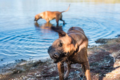 Dog in a sea