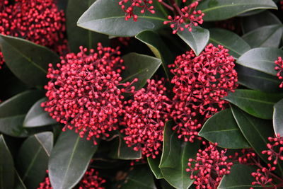 Close-up of red berries plants