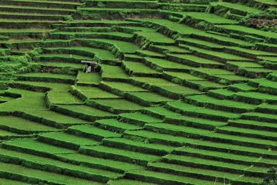 Full frame shot of rice paddy