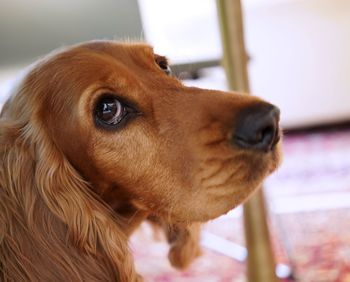 Close-up of dog looking away