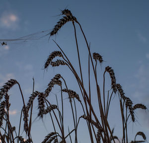 Low angle view of plants against sky