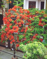 Close up of red flowers