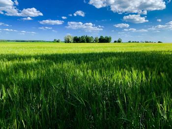 Scenic view of agricultural field against sky