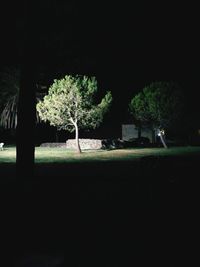 Trees on field at night