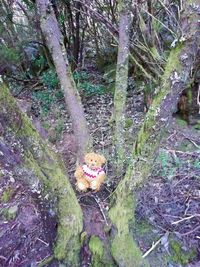 High angle view of mushroom growing on tree trunk