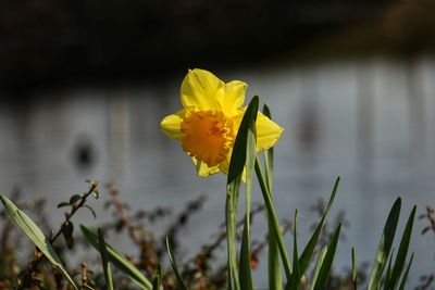 Close-up of yellow daffodil flower