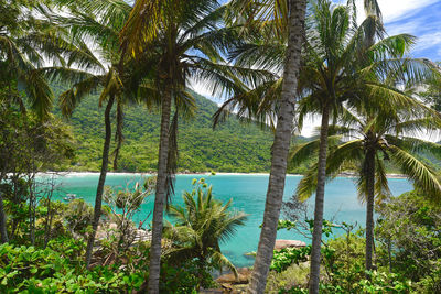 Palm trees at beach against sky