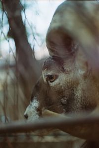 Close-up of horse