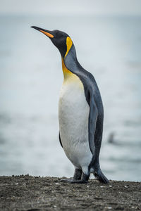 Penguin on shore at beach