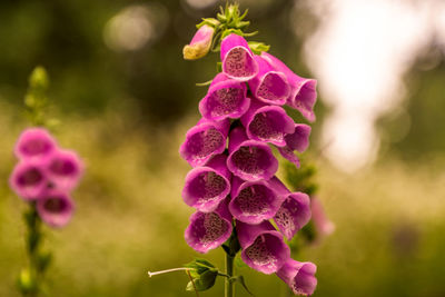 Close-up of pink fox gloves in park