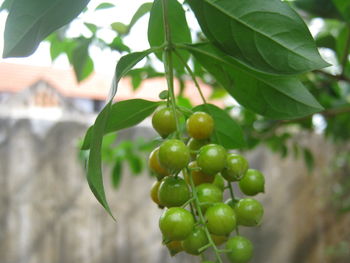 Close-up of berries growing on tree