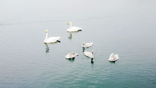 High angle view of swans swimming in lake