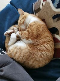 Cat sleeping at home
