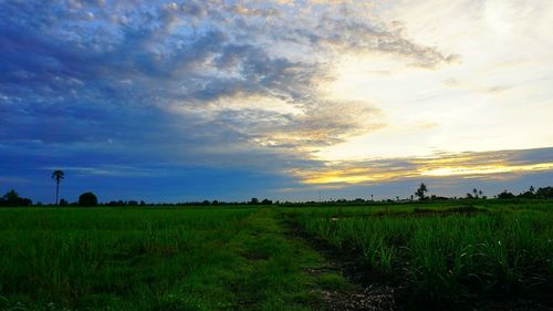 Scenic view of field against sky during sunset