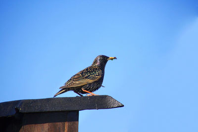 Low angle view of bird perching on wood against clear blue sky