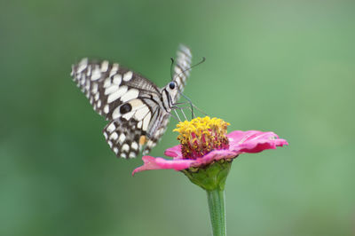 Close-up of butterfly pollinating on pink flower