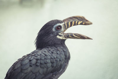 Close-up of a bird