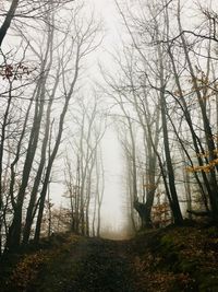 Trees in forest