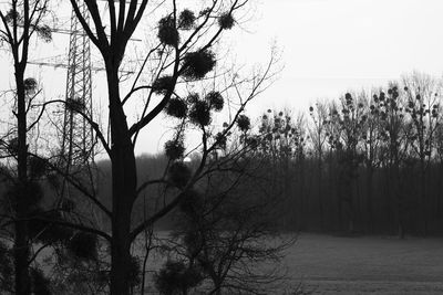 Bare trees against sky at sunset