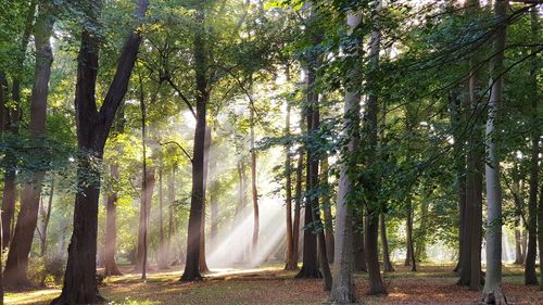 Trees growing in forest