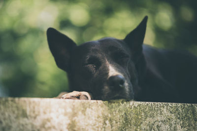 Close-up of black dog relaxing outdoors