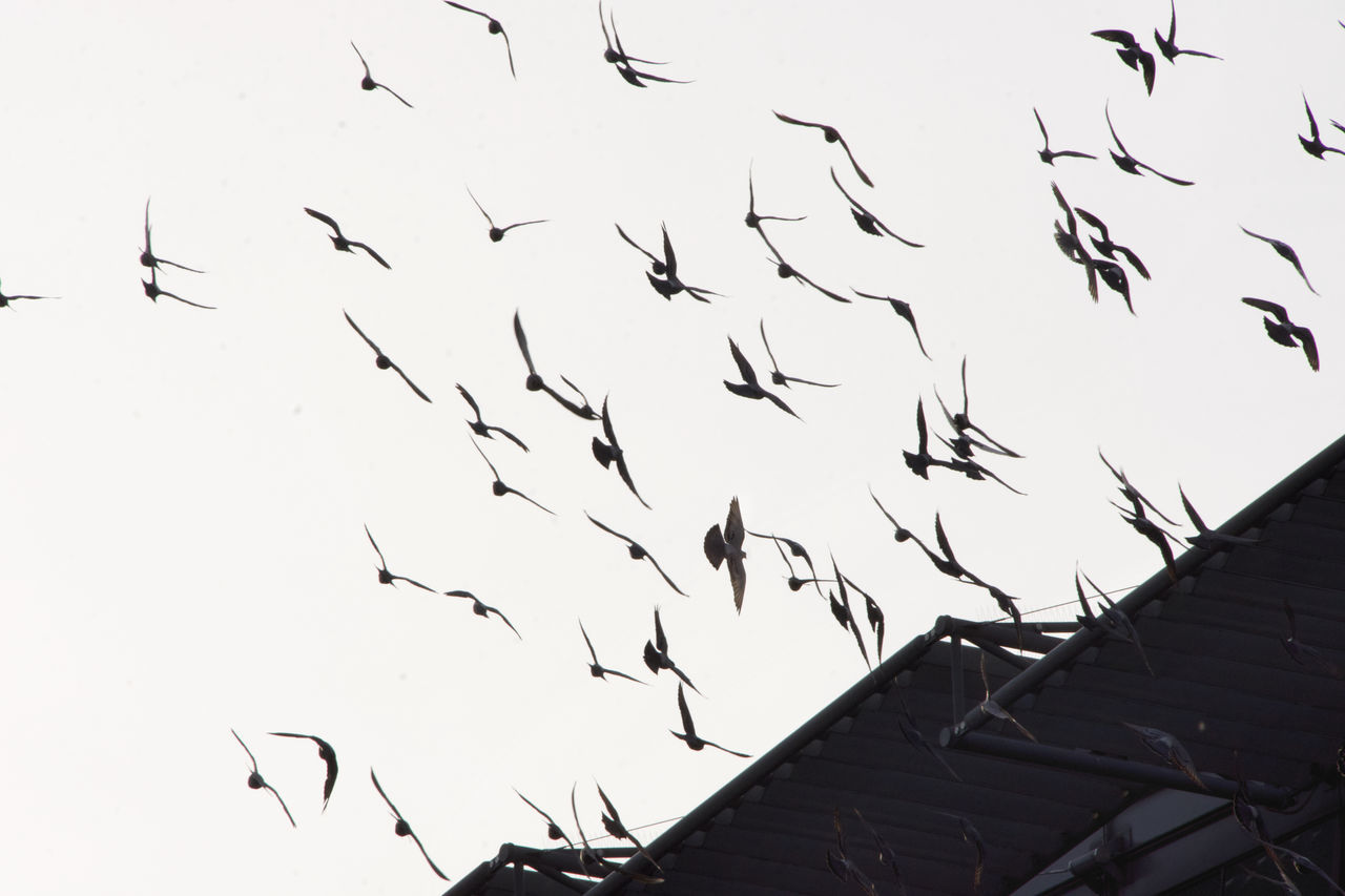 LOW ANGLE VIEW OF SILHOUETTE BIRDS FLYING