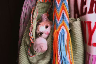 Close-up portrait of multi colored cat