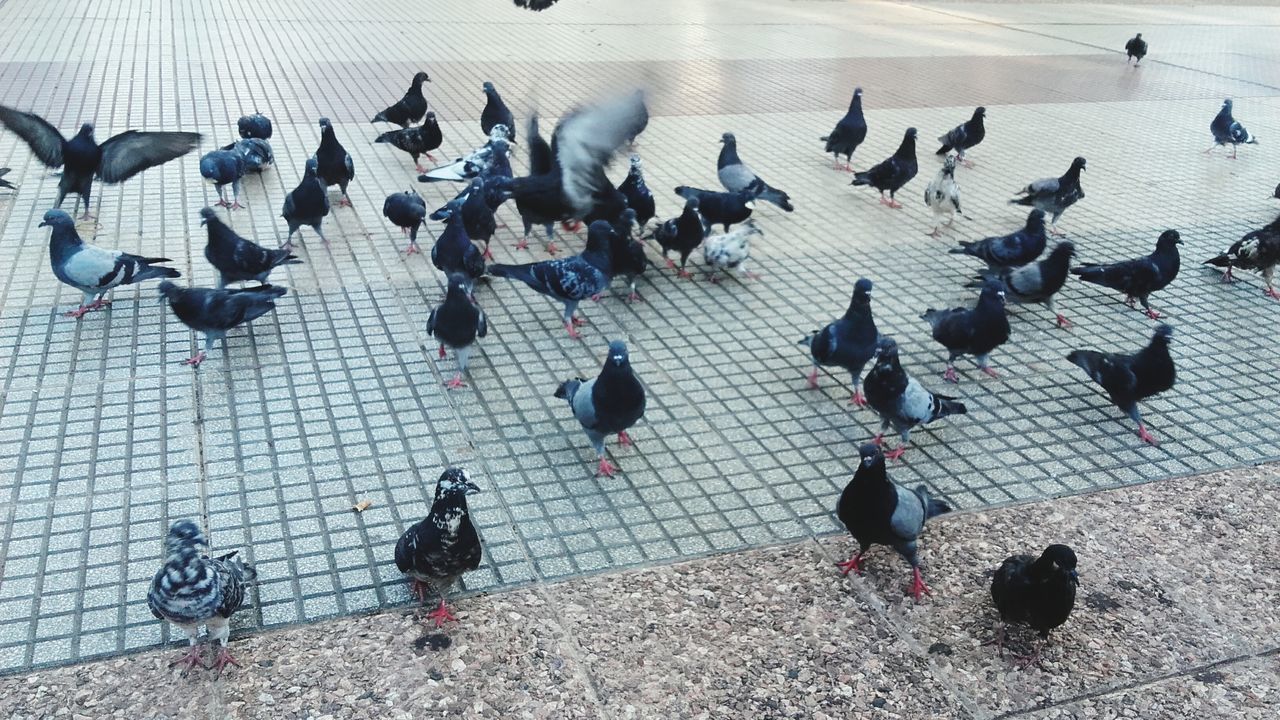 bird, animal themes, high angle view, large group of animals, animals in the wild, animal wildlife, outdoors, no people, flock of birds, nature, day, beauty in nature