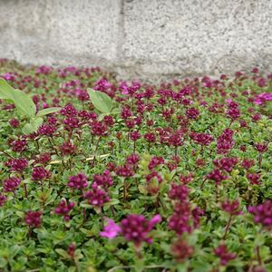 Close-up of pink flowers blooming outdoors