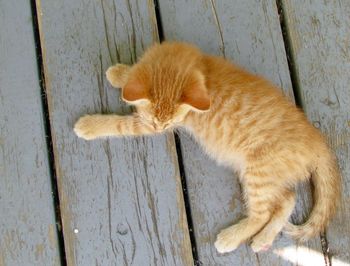 Close-up of cat sleeping