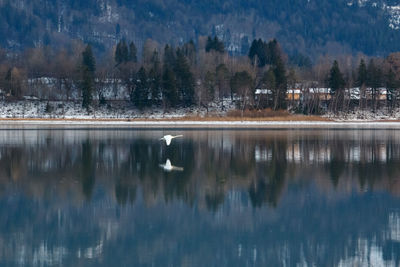 Reflection of trees in lake during winter