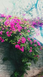 Close-up of pink flowers blooming on tree