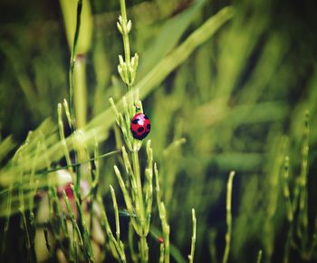 Close-up of ladybug on plant