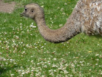 Close-up portrait of bird on land