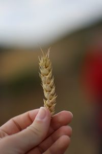 Close-up of hand holding plant