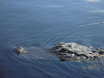 High angle view of a swimming in sea