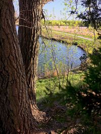 Scenic view of lake against trees in forest