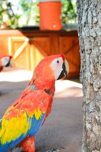 Close-up of parrot perching on tree trunk