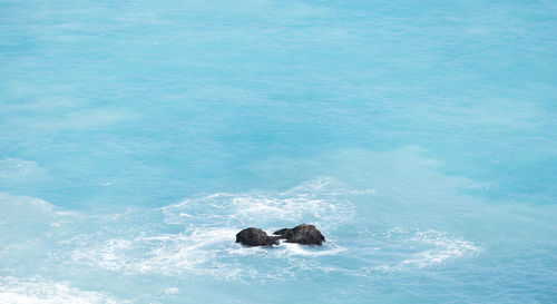 High angle view of turtle swimming in sea