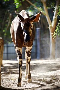 Elephant standing on tree