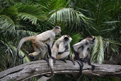 Monkeys by tree