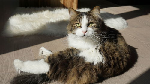 Portrait of cat resting on floor at home