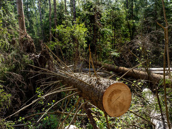 View of tree trunks in forest