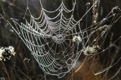 Close-up of wet spider web
