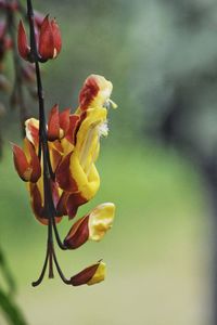 Close-up of flowering plant