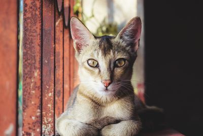 Close-up of kitten