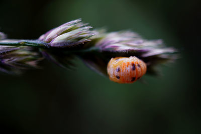 Close-up of wilted flower