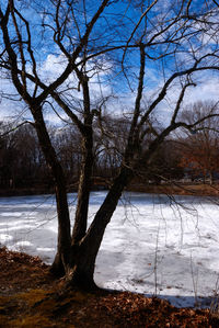 Bare trees by lake against sky during winter