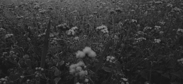 Close-up of flowering plants on field